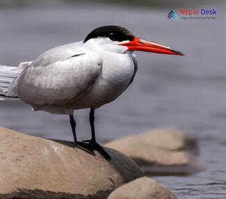 Caspian Tern_Hydroprogne caspia