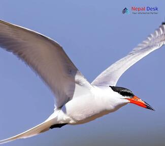 Caspian Tern_Hydroprogne caspia