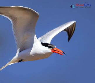 Caspian Tern_Hydroprogne caspia