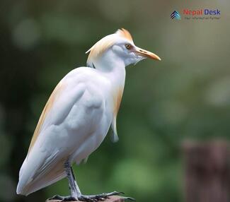 Cattle Egret_Bubulcus ibis