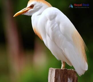 Cattle Egret_Bubulcus ibis