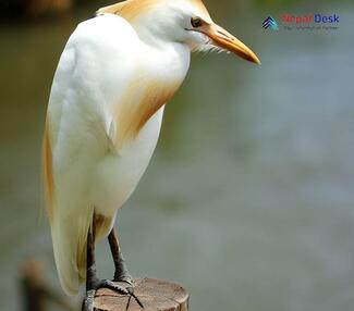 Cattle Egret_Bubulcus ibis