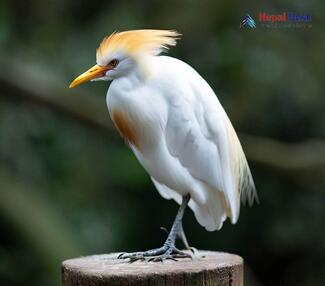 Cattle Egret_Bubulcus ibis