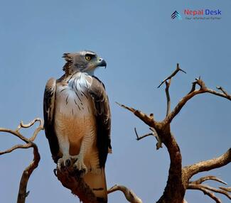 Changeable Hawk-Eagle_Nisaetus cirrhatus