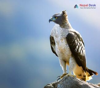 Changeable Hawk-Eagle_Nisaetus cirrhatus