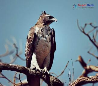 Changeable Hawk-Eagle_Nisaetus cirrhatus