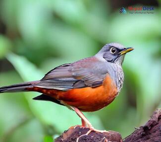 Chestnut Thrush_Turdus rubrocanus