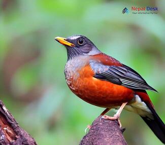 Chestnut Thrush_Turdus rubrocanus