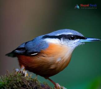 Chestnut-bellied Nuthatch_Sitta cinnamoventris