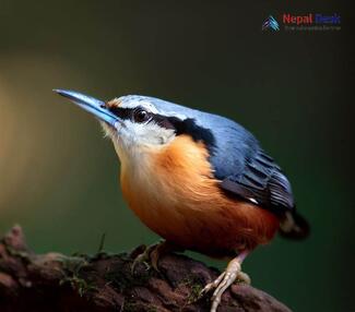 Chestnut-bellied Nuthatch_Sitta cinnamoventris