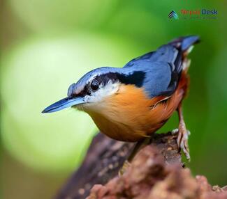 Chestnut-bellied Nuthatch_Sitta cinnamoventris