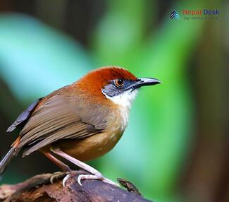 Chestnut-capped Babbler_Timalia pileata