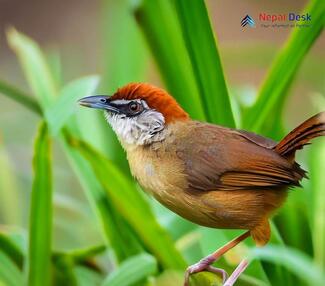 Chestnut-capped Babbler_Timalia pileata