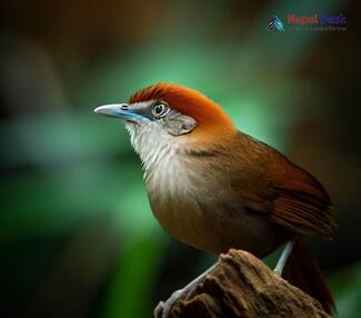 Chestnut-capped Babbler_Timalia pileata