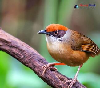 Chestnut-capped Babbler_Timalia pileata