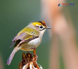 Chestnut-crowned Warbler_Phylloscopus castaniceps