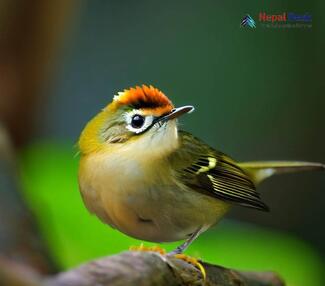 Chestnut-crowned Warbler_Phylloscopus castaniceps