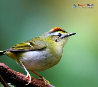 Chestnut-crowned Warbler_Phylloscopus castaniceps