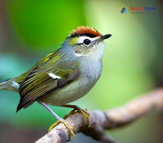 Chestnut-crowned Warbler_Phylloscopus castaniceps