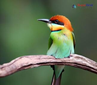 Chestnut-headed Bee-eater_Merops leschenaulti