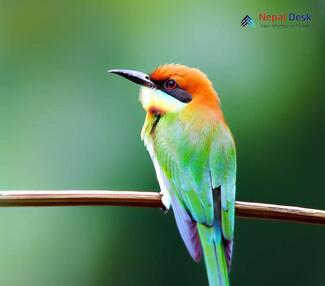 Chestnut-headed Bee-eater_Merops leschenaulti