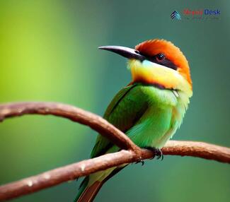 Chestnut-headed Bee-eater_Merops leschenaulti