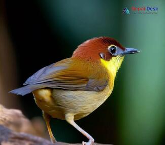 Chestnut-headed Tesia_Cettia castaneocoronata