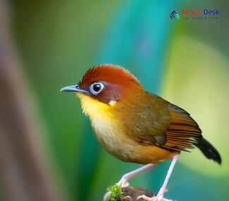 Chestnut-headed Tesia_Cettia castaneocoronata