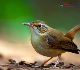 Chinese Bush Warbler_Locustella tacsanowskia