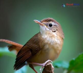 Chinese Bush Warbler_Locustella tacsanowskia