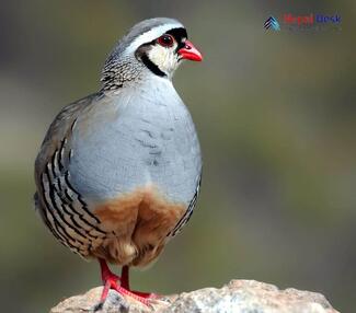 Chukar Partridge_Alectoris chukar