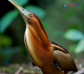 Cinnamon Bittern_Ixobrychus cinnamomeus