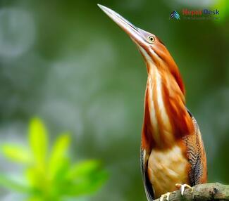 Cinnamon Bittern_Ixobrychus cinnamomeus