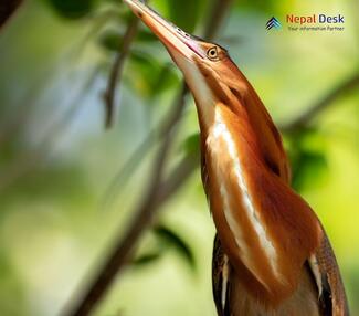 Cinnamon Bittern_Ixobrychus cinnamomeus