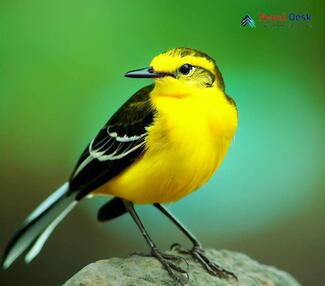 Citrine Wagtail_Motacilla citreola