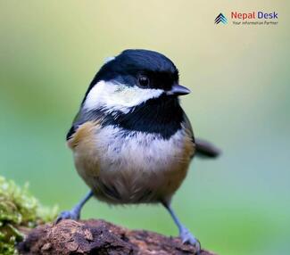 Coal Tit_Periparus ater