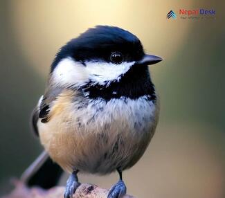 Coal Tit_Periparus ater