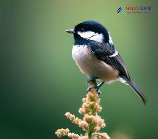 Coal Tit_Periparus ater