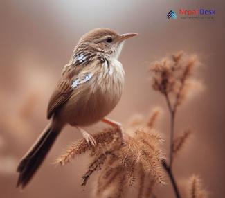 Common Babbler_Turdoides caudata