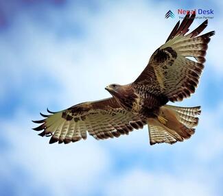 Common Buzzard_Buteo buteo