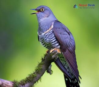 Common Cuckoo Cuculus canorus