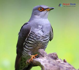 Common Cuckoo Cuculus canorus