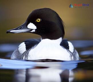 Common Goldeneye_Bucephala clangula