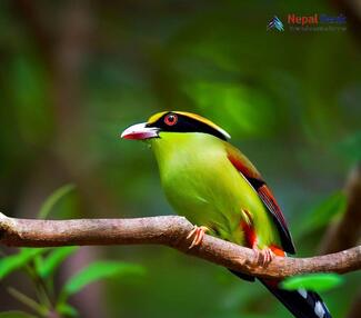 Common Green Magpie_Cissa chinensis