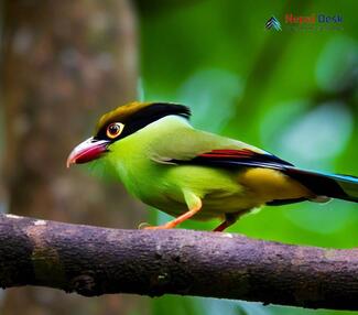 Common Green Magpie_Cissa chinensis