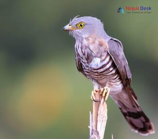 Common Hawk Cuckoo_Hierococcyx varius