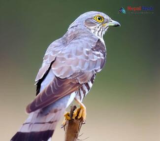 Common Hawk Cuckoo_Hierococcyx varius