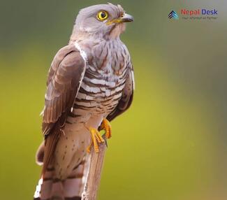 Common Hawk Cuckoo_Hierococcyx varius