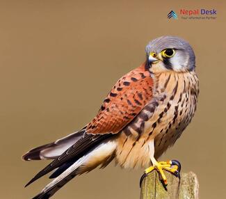 Common Kestrel_Falco tinnunculus