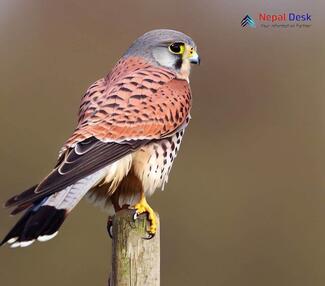 Common Kestrel_Falco tinnunculus